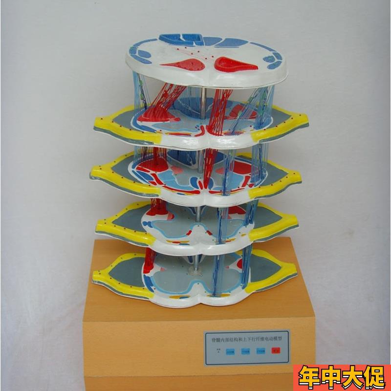 脊髓的内部结构和上下行纤维电动模型