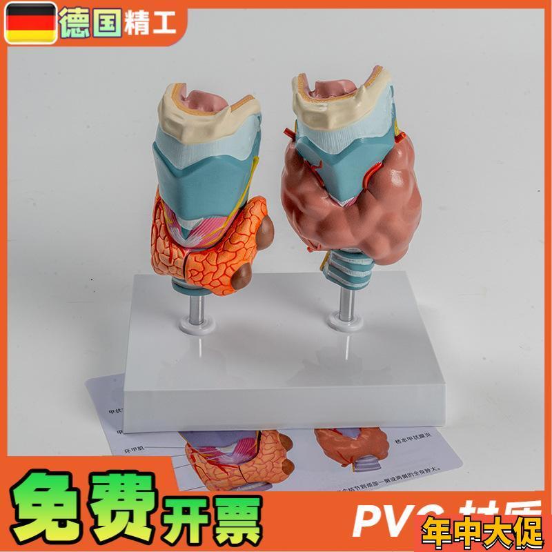 德国】人体病理甲状腺模型甲亢甲低内分泌系统医学解剖甲状腺喉头