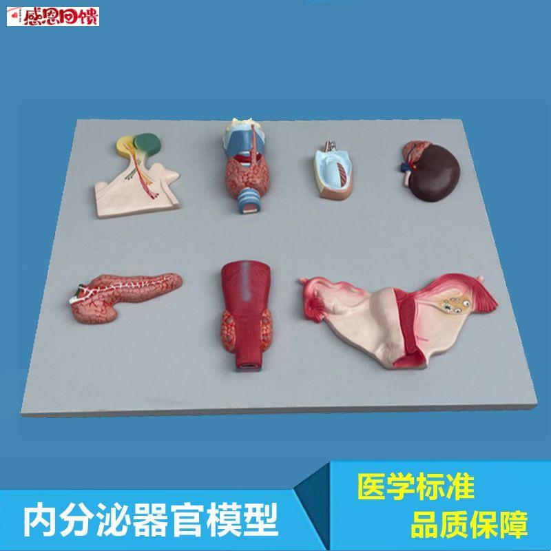 内分泌器官模型脑垂体g甲状腺肾上腺睾丸胰腺卵巢医学生理医药促