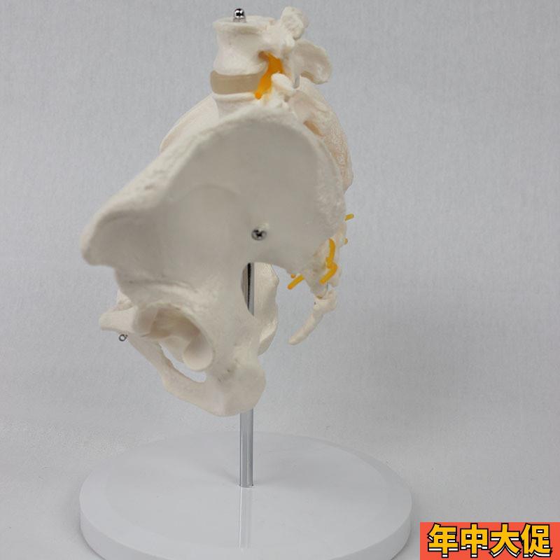 2节腰椎带骨盆附神经  仿真人体腰椎 医学展示模型