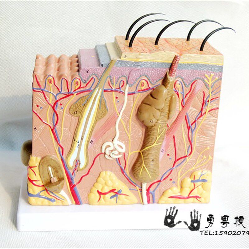 厂家直销 人体皮肤毛囊组织结构放大解G剖模型 实物拍摄 教学模型
