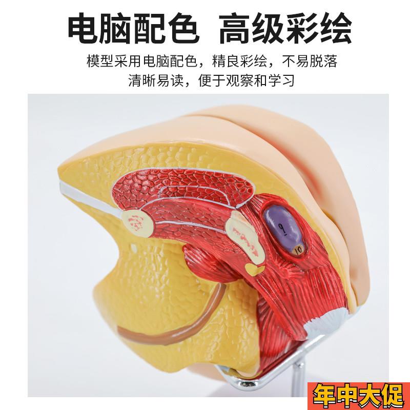 男性生殖器解剖 女性内外生殖器层次解剖模型 女性阴道子宫解剖
