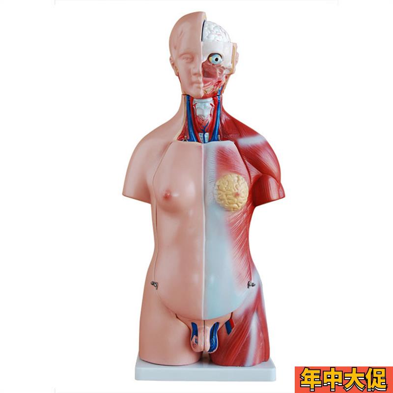 两性互换躯干模型45CM(23件)