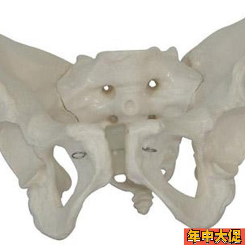 男性骨盆模型骨骼模型骶骨耻骨结构造关节骨骼教学骨盆模型医学摆