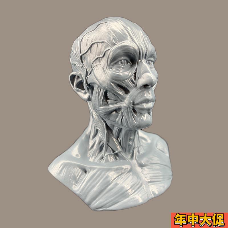 艺用人体肌肉头雕素体静物绘画参考头骨模型 美术半身像摆件造景