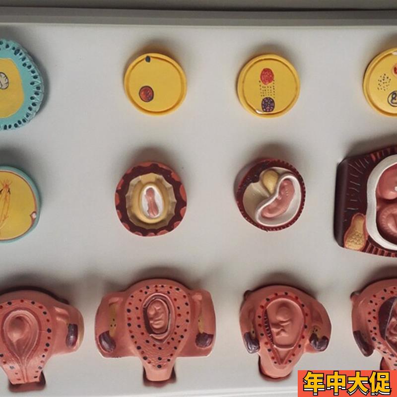 人体妊娠胚胎儿发育过程模型受精卵子宫组织胚胎模型教学讲解