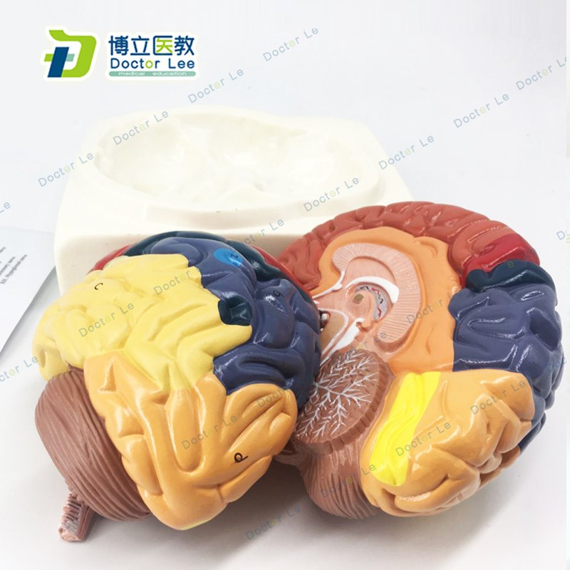 脑功能区域模型大脑模型脑解剖 E彩色大脑医学讲解教学模型