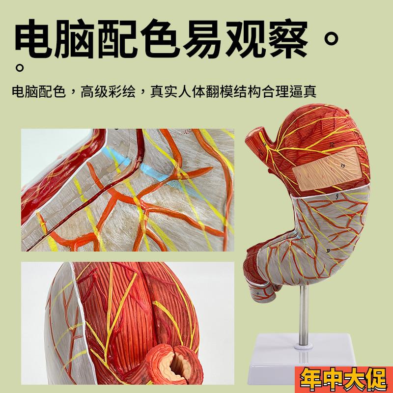 人体肠胃模型结肠大肠直肠模型医院校用教学演示优质器官解剖模具
