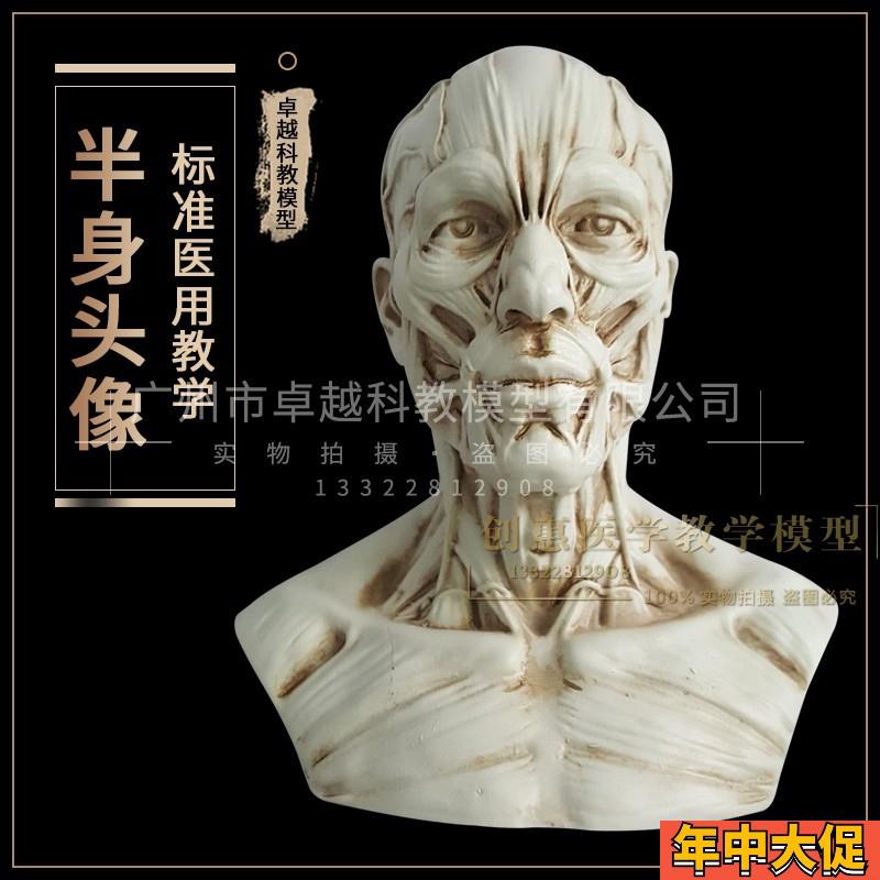 树脂骷髅头绘画半身像人头骨 艺用人体肌肉骨骼解剖结构模型美术
