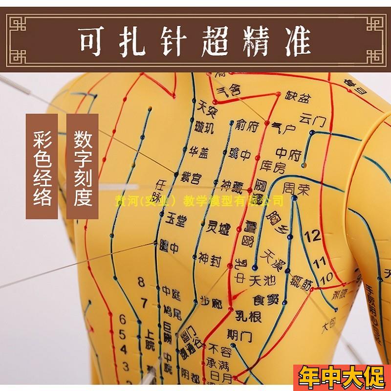 人体针灸模型人经络穴位中医全身十二铜人模特图可扎针练习小皮人