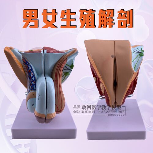 教学仿真男性生殖器泌尿系统标本内F外生殖器睾丸解剖模型医疗教