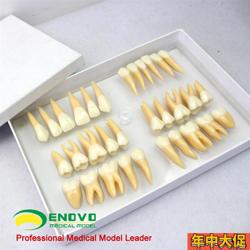 ENOVO颐诺 2.5倍牙体形态模型 雕牙指导 口腔齿科教具牙齿模型齿