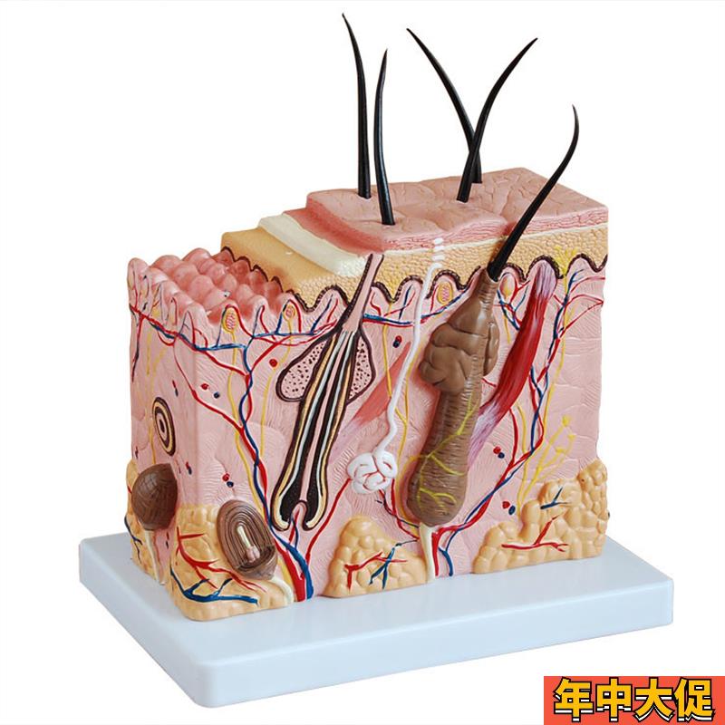 皮肤结构放大模型中型组织层次立体构造微整形美容医教学模具