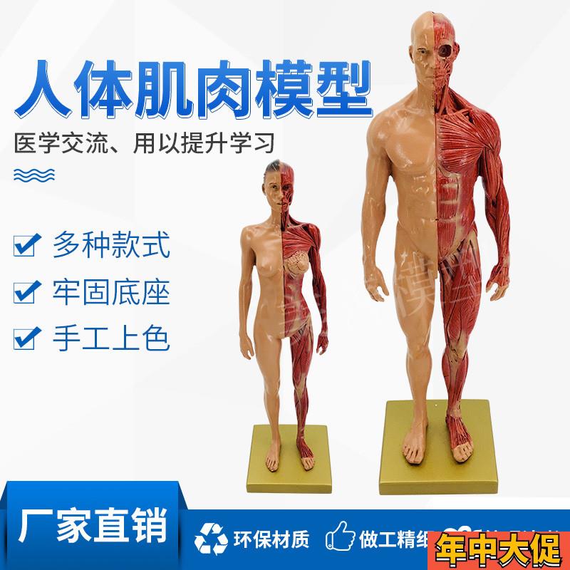 30cm绘画参考头骨模型半身像医学艺用人体肌肉骨骼解剖结构 美术