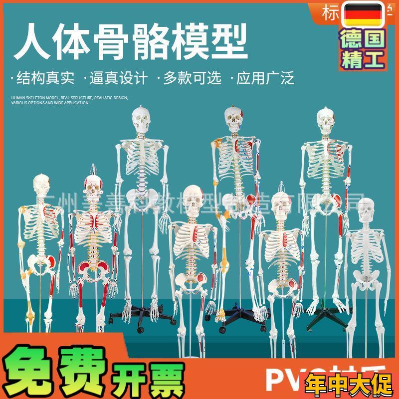 人体骨骼模型 全身骨架成人小骷髅教学脊柱模型仿真小白骷髅标本