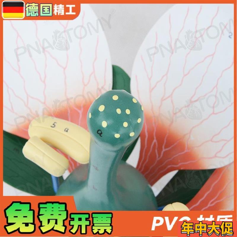 德国】桃花双子叶花绿色花蕊植物构造放大结构解剖模型生物教学展