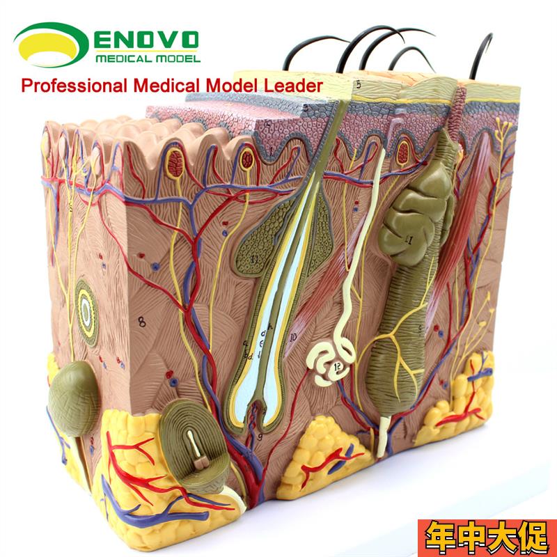 颐诺正品人体皮肤组织结构放大解剖模型微创美容整形皮肤模型