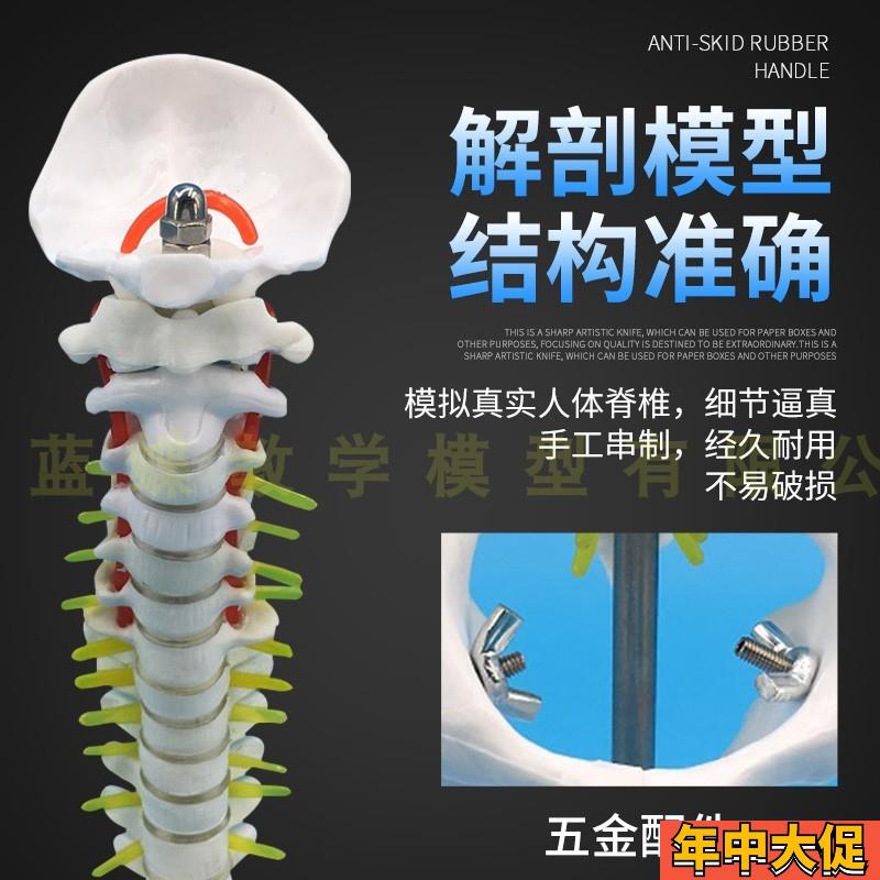 仿真人体脊柱骨骼脊椎模型 成人1:1带颈椎胸椎尾椎椎骨骨盆模型