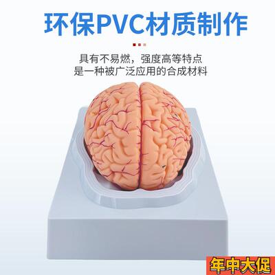 医学脑血管 脑动脉神经科教学模型 脑动脉血管颅底人体大脑结构