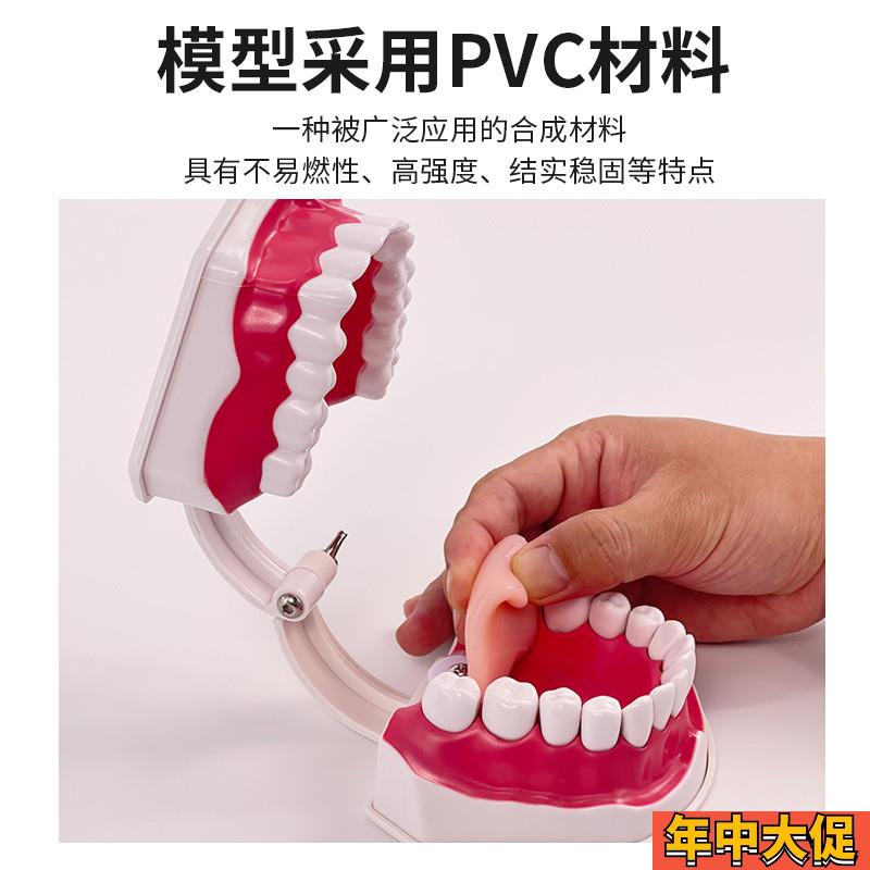 口腔模型牙齿模型幼儿园教具儿童刷牙玩具牙齿牙科模型假牙模型