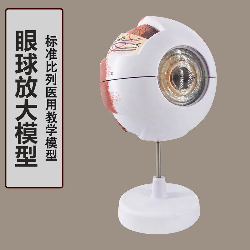 眼球解剖模型 眼球 眼睛放大6倍 医院展示 生物V器材 教学仪器