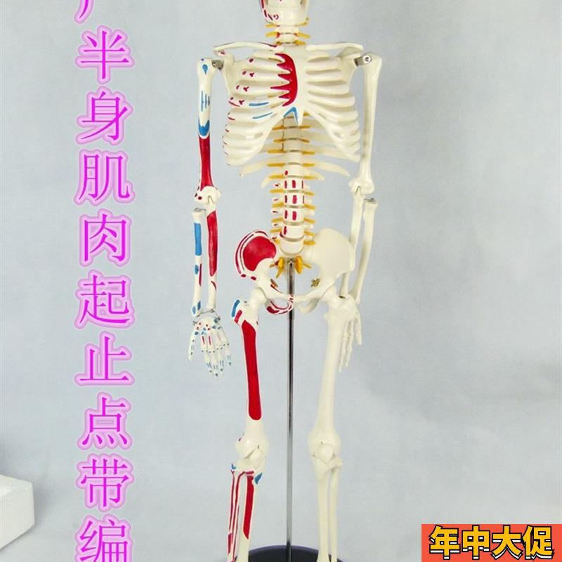 全新85CM人体骨骼模型带肌肉起止点骨架模型 椎间盘 颈椎动脉血管