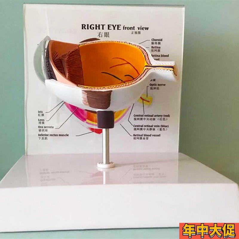 眼睛模型晶片虹膜器官解剖人体教学教仪医用医学教学教具包邮