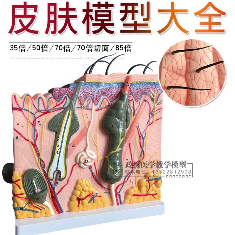 正品包邮皮肤切面模n型,皮肤放大模型,皮肤解剖模型,皮肤结构模型