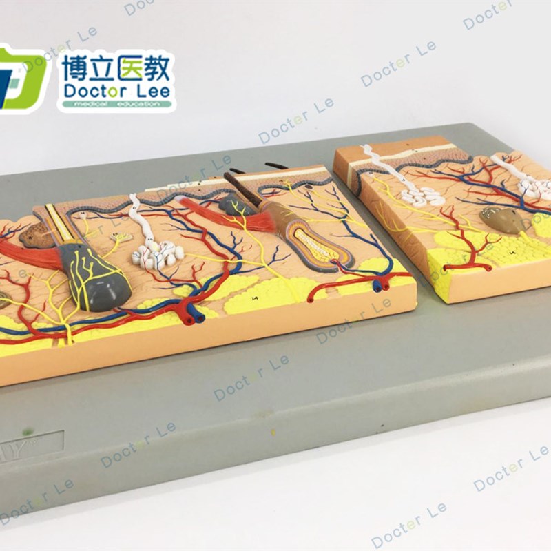 平面皮肤模e型皮肤组织结构放大平面皮肤模型人体皮肤解剖模型