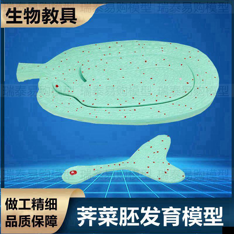 荠菜胚模型植物种子芽结构玉米籽树根尖纵剖生物教学装备植物叶子