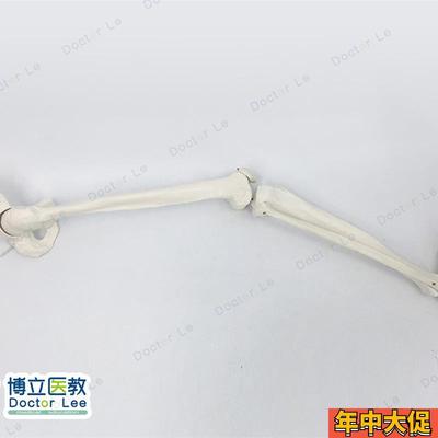 正骨骨科艺用医用下肢大腿骨脚掌模型 脚骨脚模型带胫腓骨和股骨