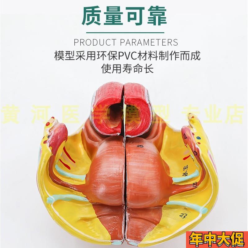 女性骨盆模型盆底肌带生殖器血管神经肌肉子宫人体解剖教学医学
