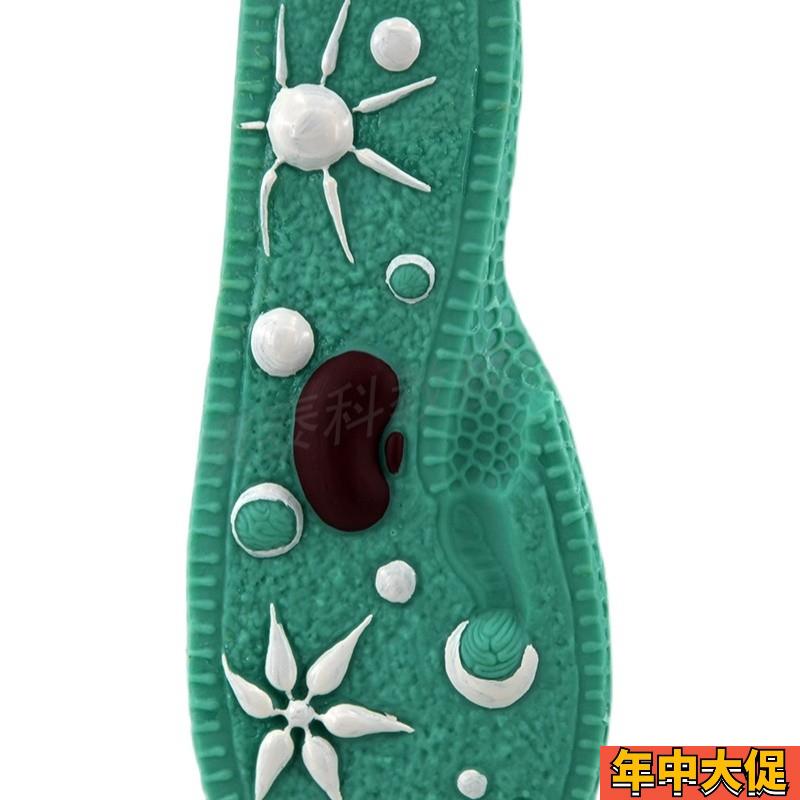 草覆虫模型原生动物门纤毛中学生物老师推荐教学用始祖鸟模型化石