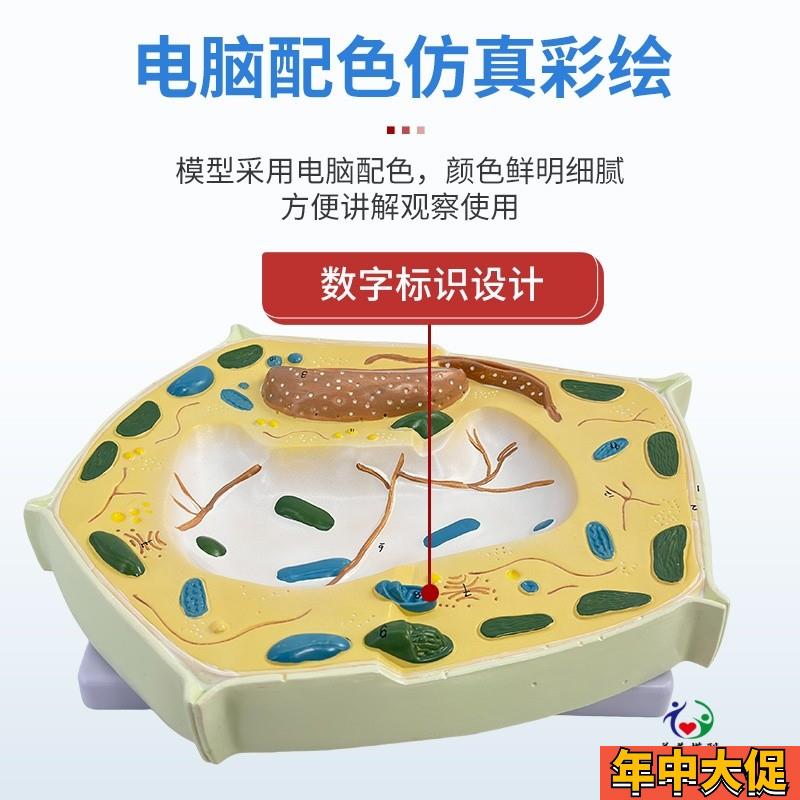 动物植物细胞模型显微结构解剖模型 细胞膜 细胞质 细胞核 线粒体