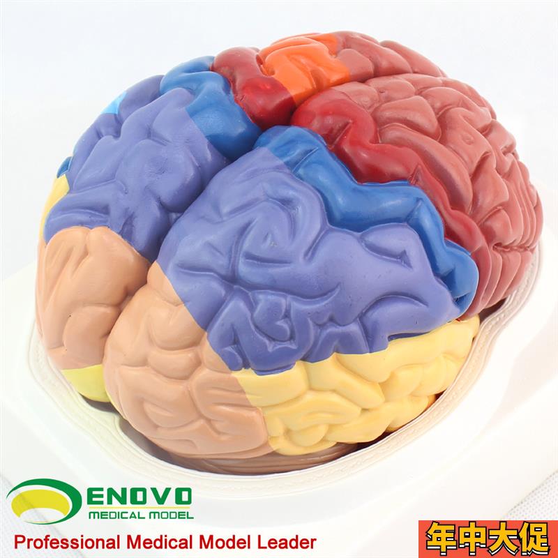 ENOVO颐诺医学大脑皮质功能分区模型人体大脑模型组织解剖布罗德