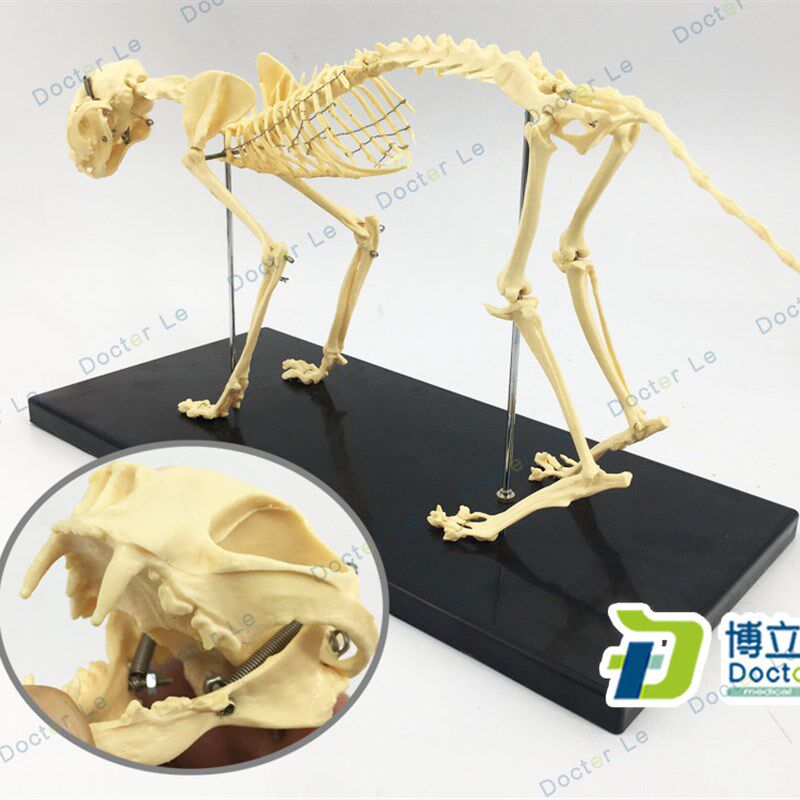 猫模型 猫骨模型 猫骨架 猫骨骼 犬I模型 猫科模型 动物骨架