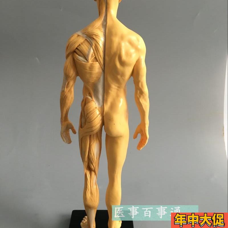 30cm艺用人体模型 肌肉骨骼解剖人体结构美术模型 CG绘画雕塑教学
