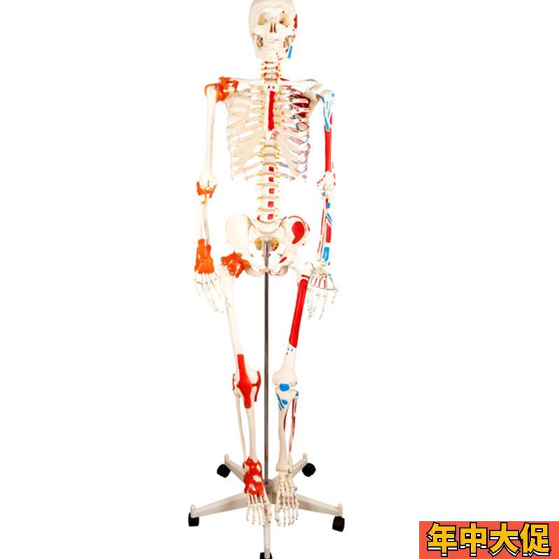 人体骨骼附半边肌肉着色韧带模型 骨架模型170CM 骨科骨骼标本