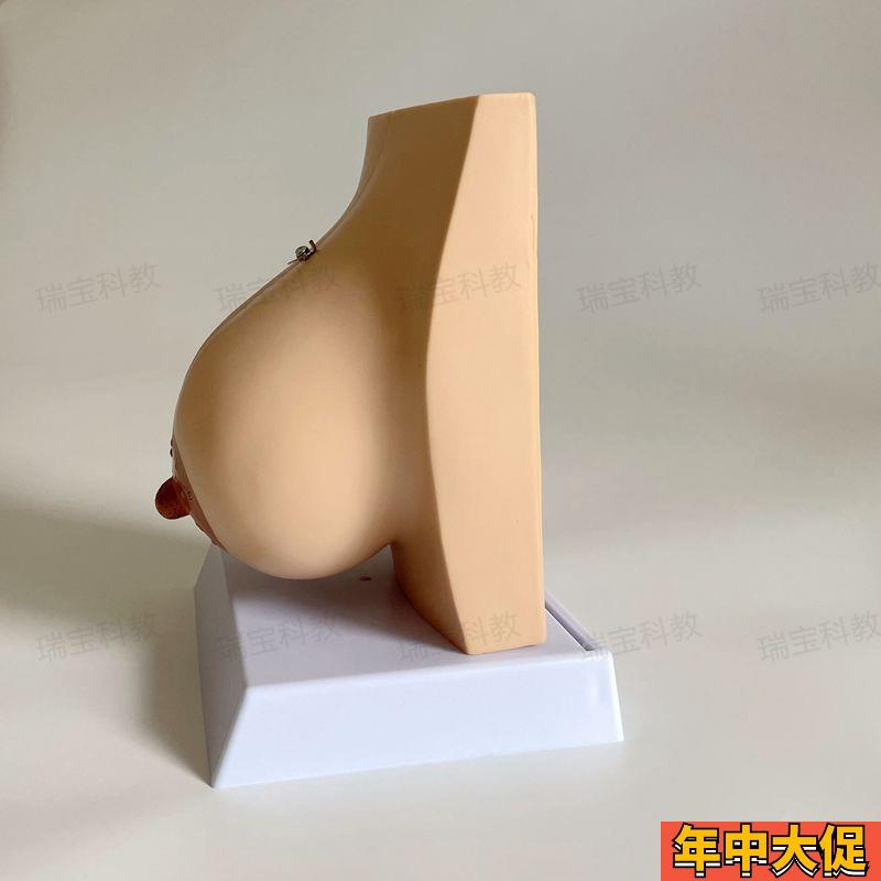 乳房模型哺乳期静止期乳腺乳晕妇产科家政月嫂培训月子产康技校用