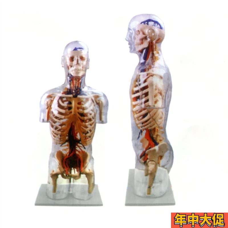 人体躯干解剖 透明半身躯干附血管神经模型人体透明躯干模型100CM