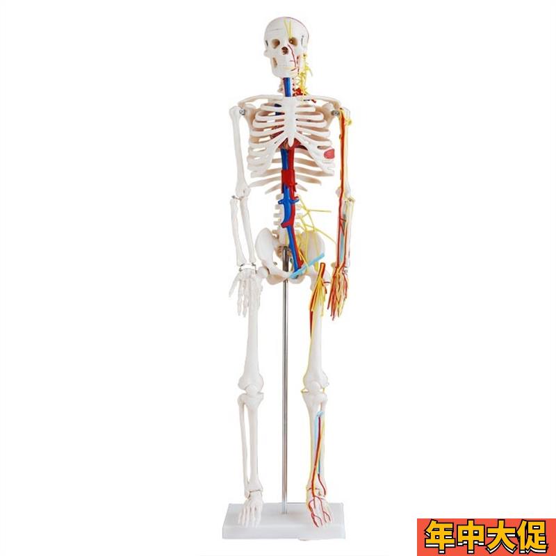 医用85CM人体骨骼带心脏与血管模型 人体骨骼模型 骨架模型 脊椎