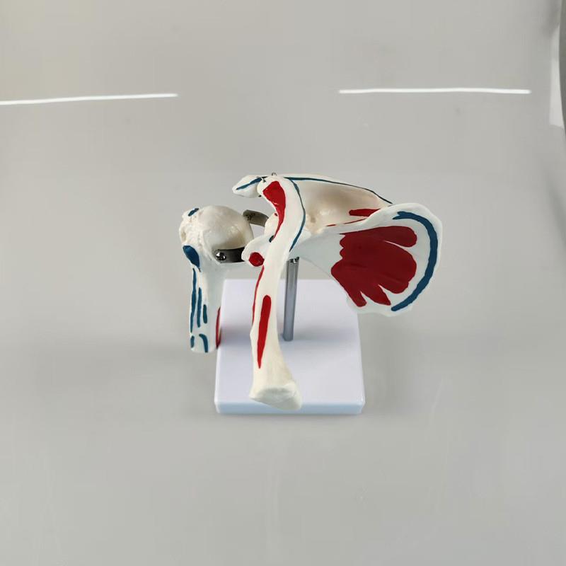 附肌肉起止点肩关节模型实力工厂直营源头教学学习