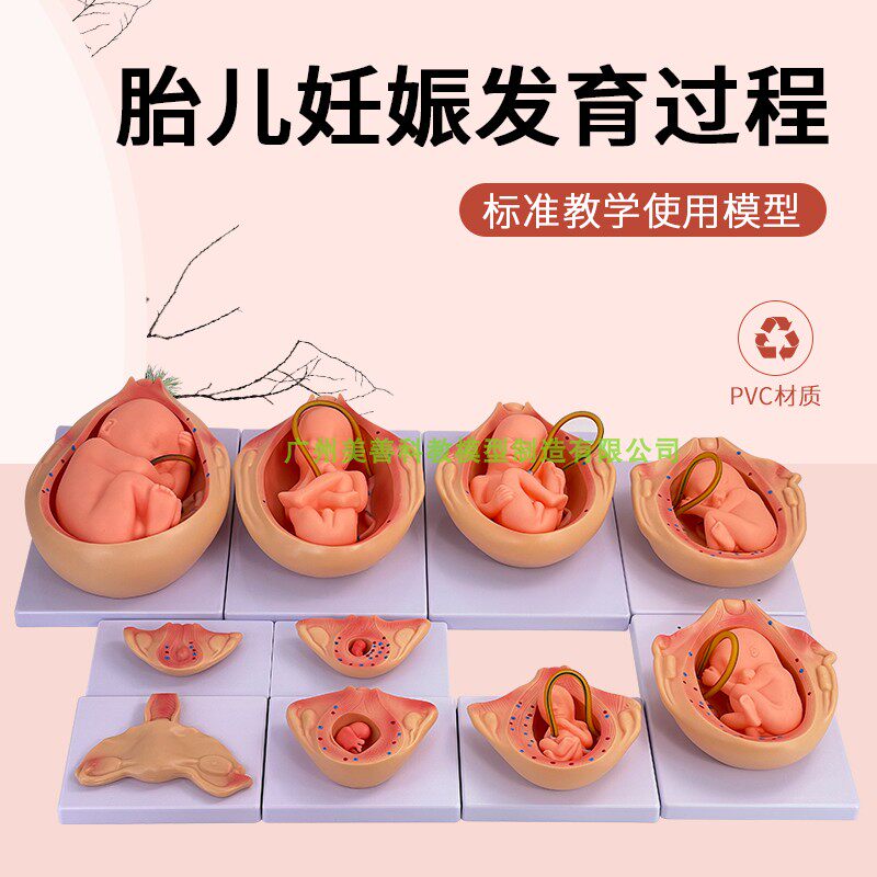 人体胚胎发育模型 妊娠胚胎发育过程 怀孕K十月胎儿模型 10部件版