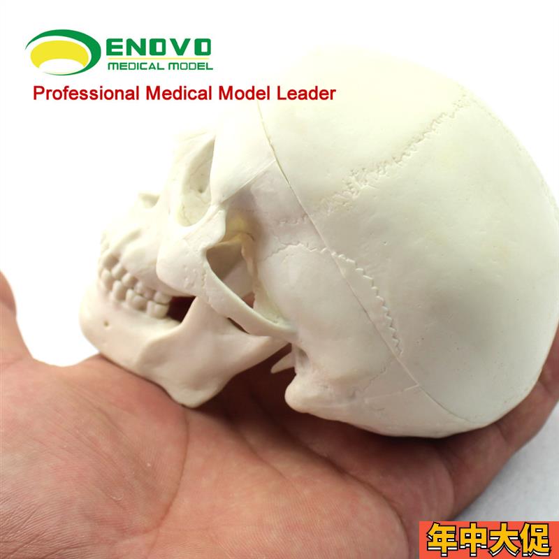 ENOVO颐诺 迷你头骨模型医学艺用美术人体绘画头骨头颅骨成人口腔