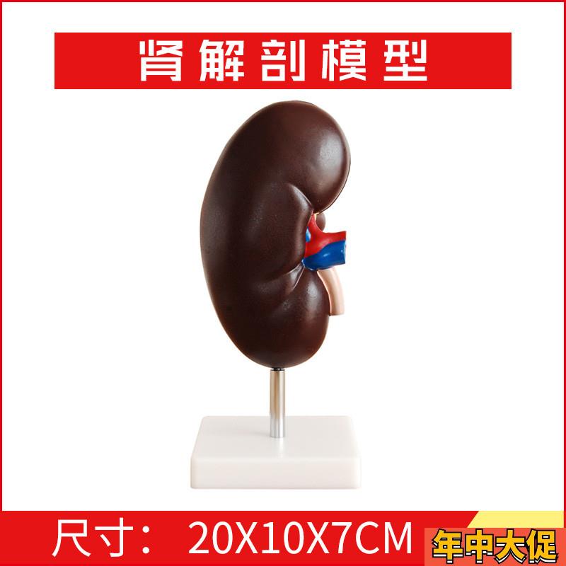 肾解剖模型2件 右肾作额状切面 示肾门 肾血管 输尿管 肾盂 肾脏