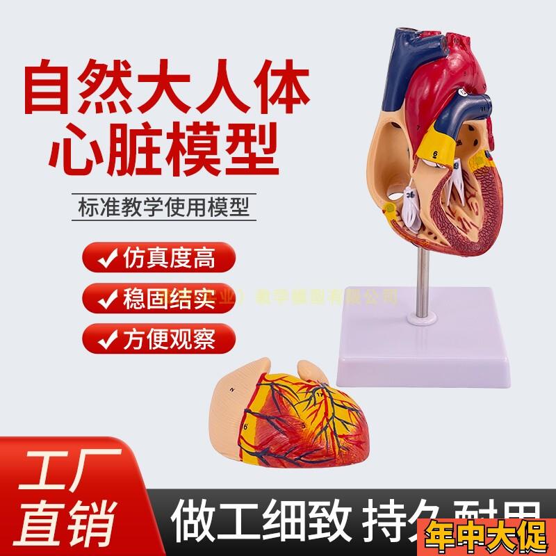 1:1人体心脏模型B超彩超声医用心内科心脏解剖教学模型自然大心脏