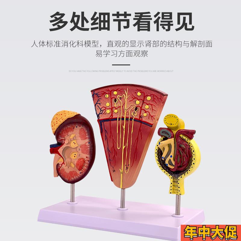 人体肾脏,肾单位和肾小球模型 内脏医学教学解剖 人体肾解剖模型