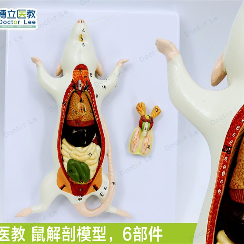 教学彷真老滑鼠本老鼠解剖模型A老鼠拼装益智玩具动物解剖生物教