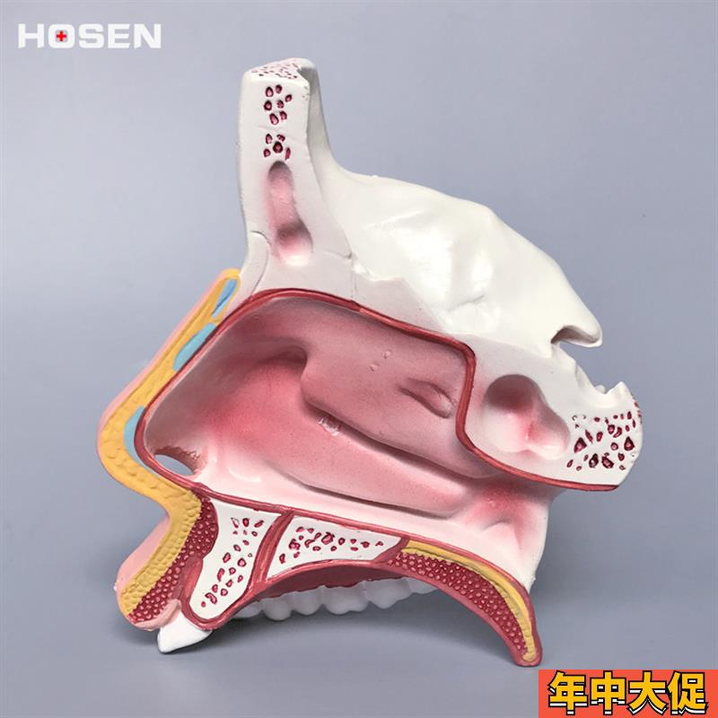 鼻腔解剖模型鼻子结构模具耳鼻喉科医学教学立体面部微整形[弘深]