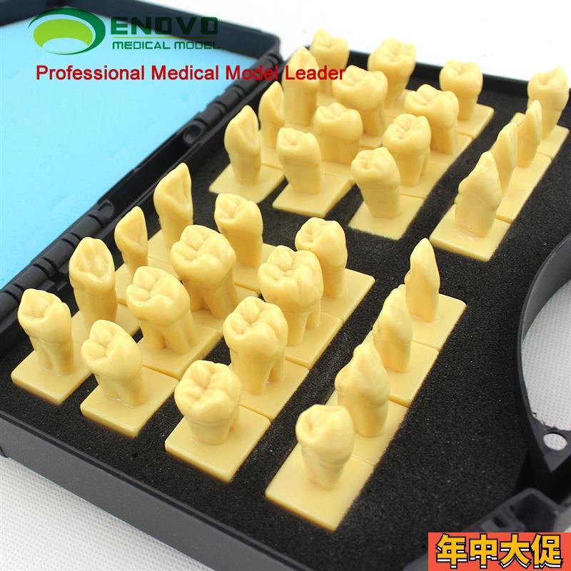 ENOVO颐诺 口腔3倍雕牙指导模型 牙颌面口腔教学牙体形态解剖雕刻